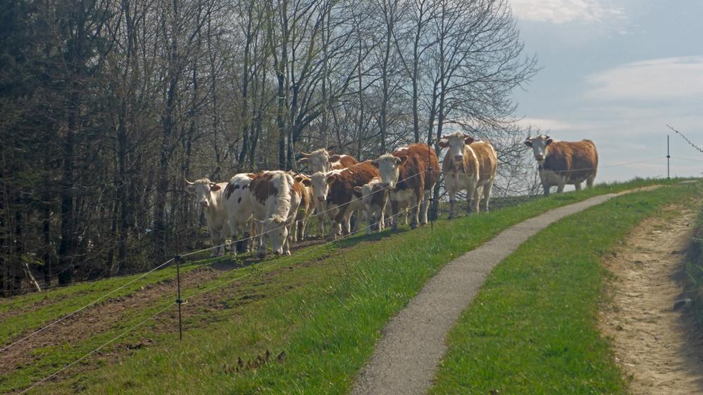 Dachberg (33 Bildaufrufe)