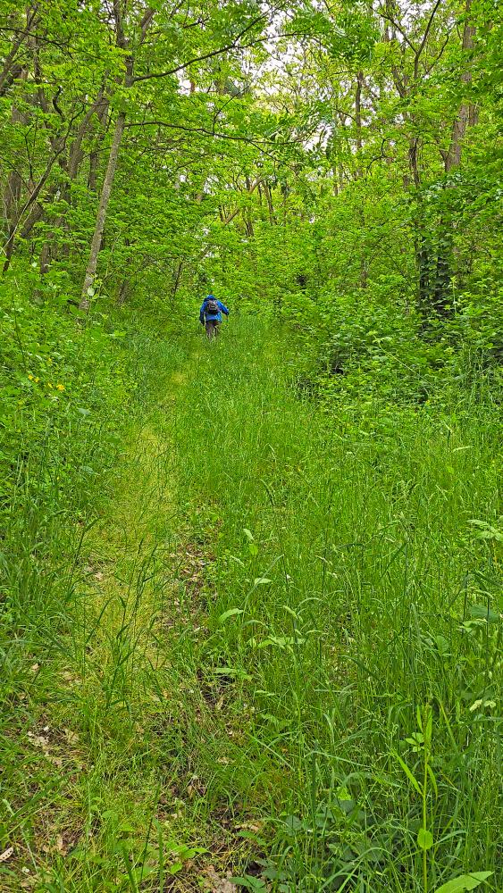 Herrenwald (33 Bildaufrufe)