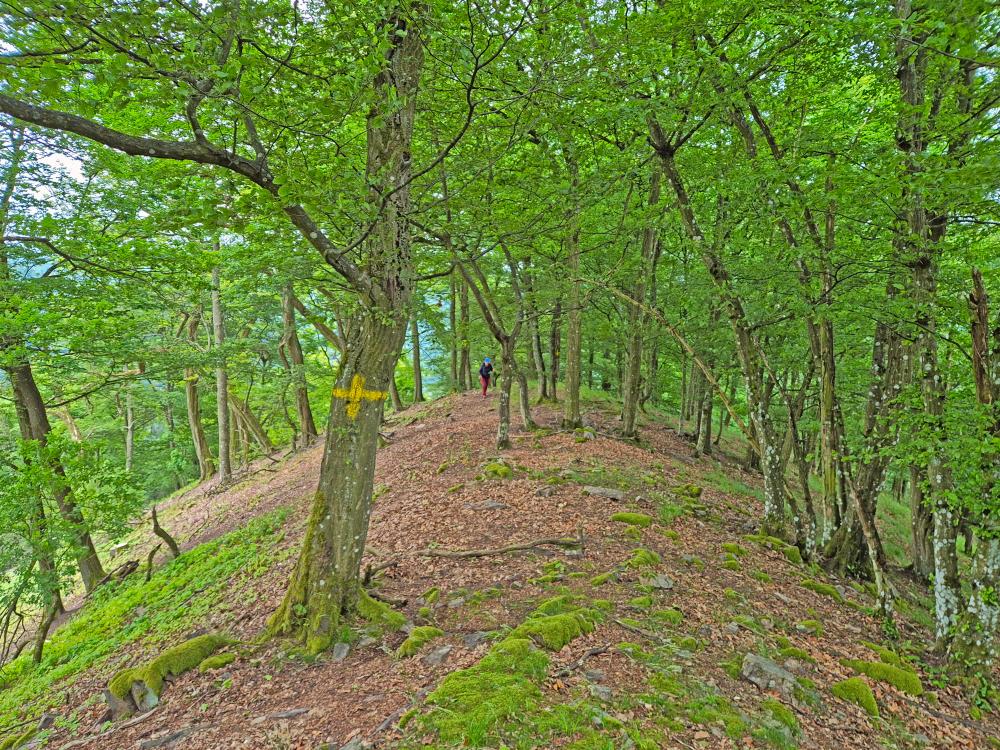 Herrenwald (29 Bildaufrufe)