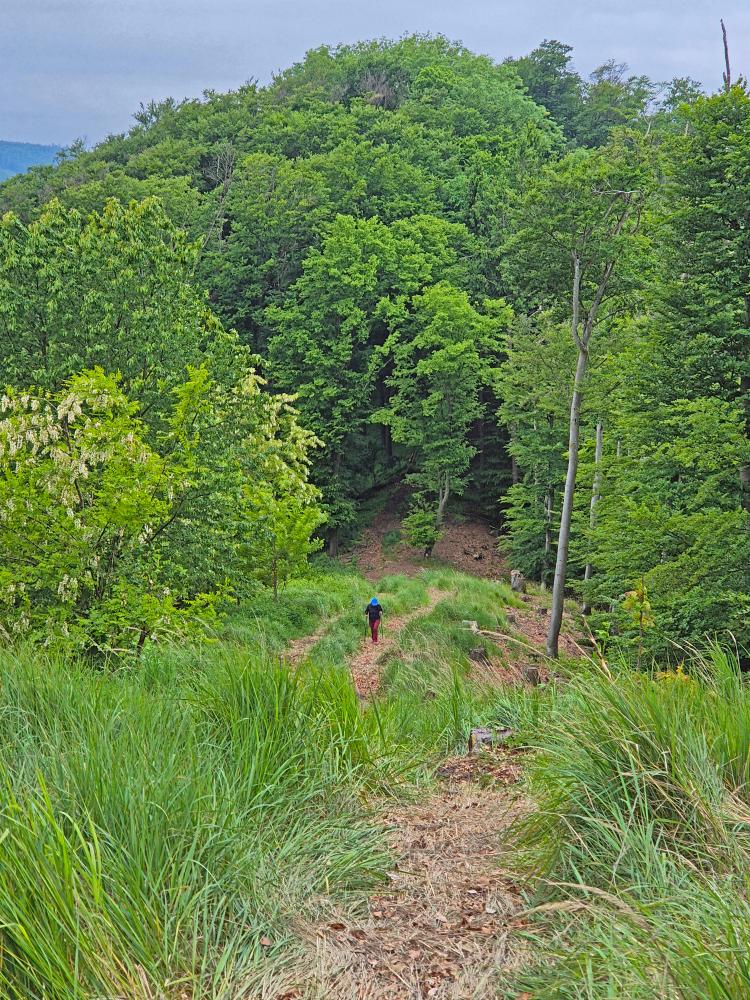 Herrenwald (46 Bildaufrufe)