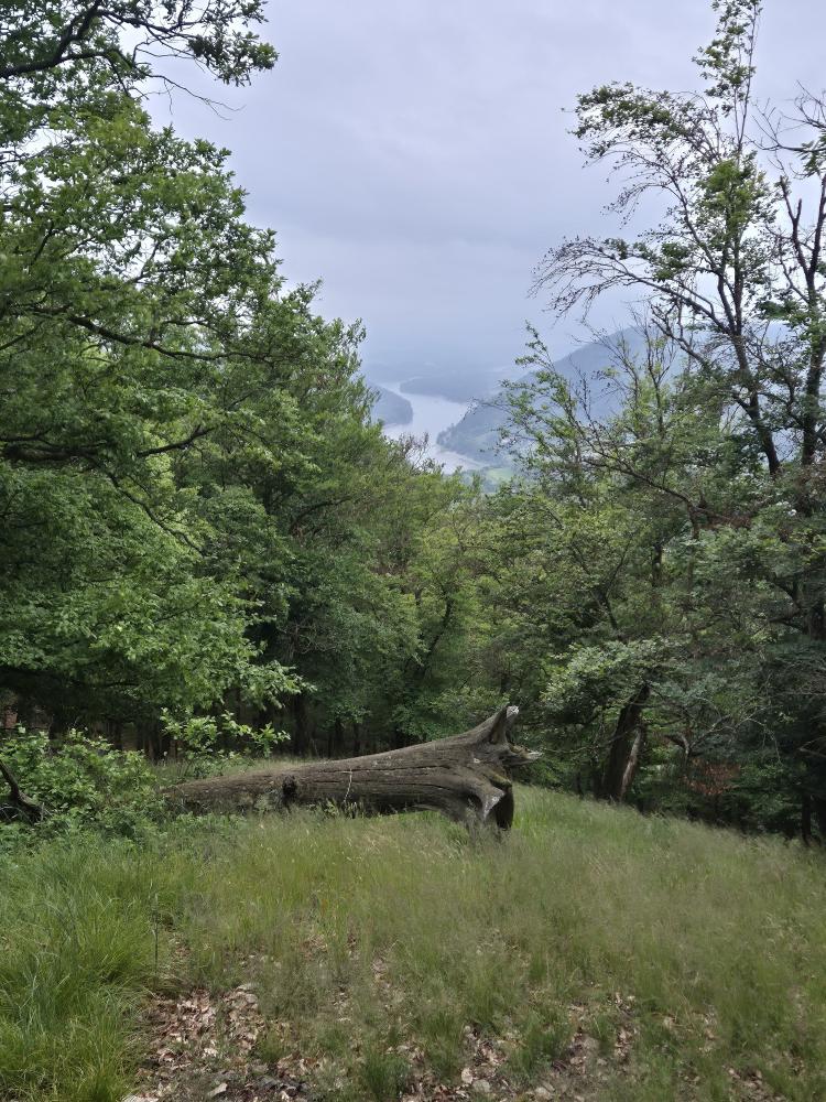 Herrenwald (33 Bildaufrufe)