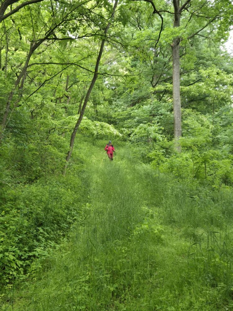 Herrenwald (41 Bildaufrufe)