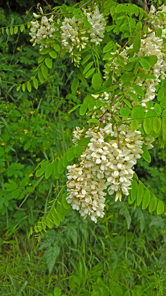 Herrenwald (27 Bildaufrufe)