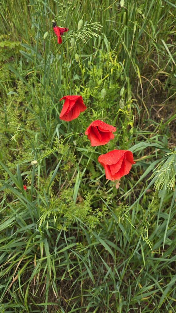 Herrenwald (33 Bildaufrufe)