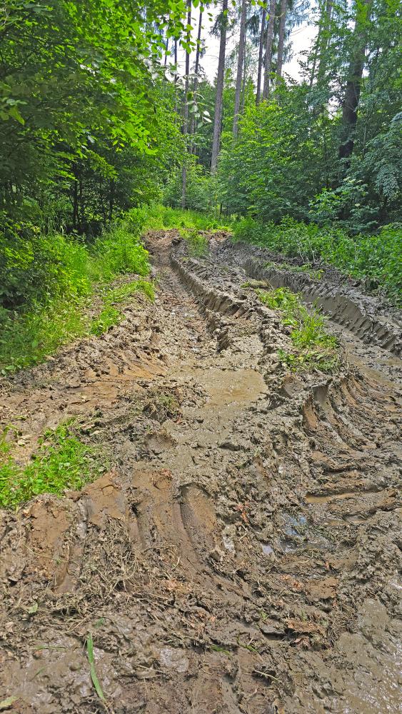 Im Hochholz (35 Bildaufrufe)