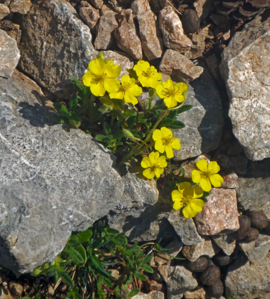 Schneeberg (36 Bildaufrufe)