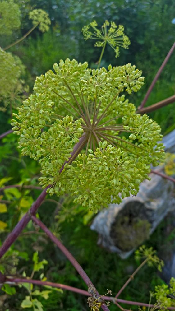 Kuhberg (31 Bildaufrufe)