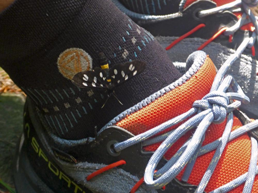 Prinz-Schönburg-Felsen (65 Bildaufrufe)