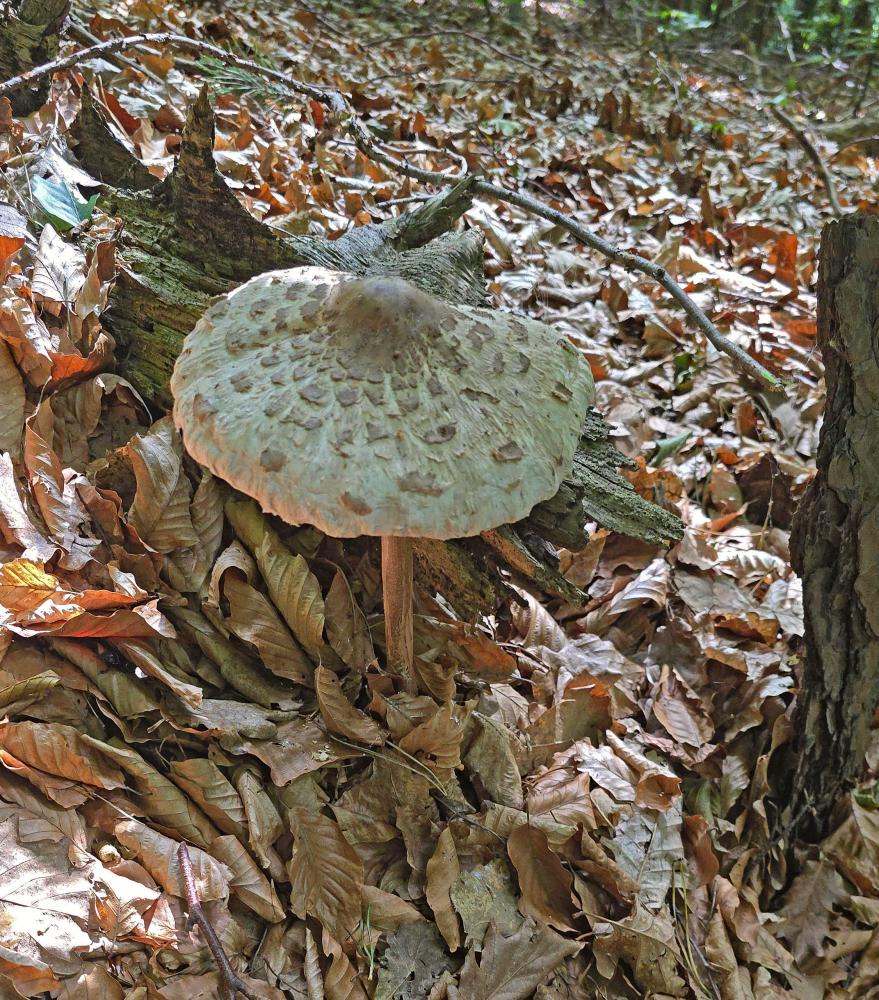 Eichberg (30 Bildaufrufe)