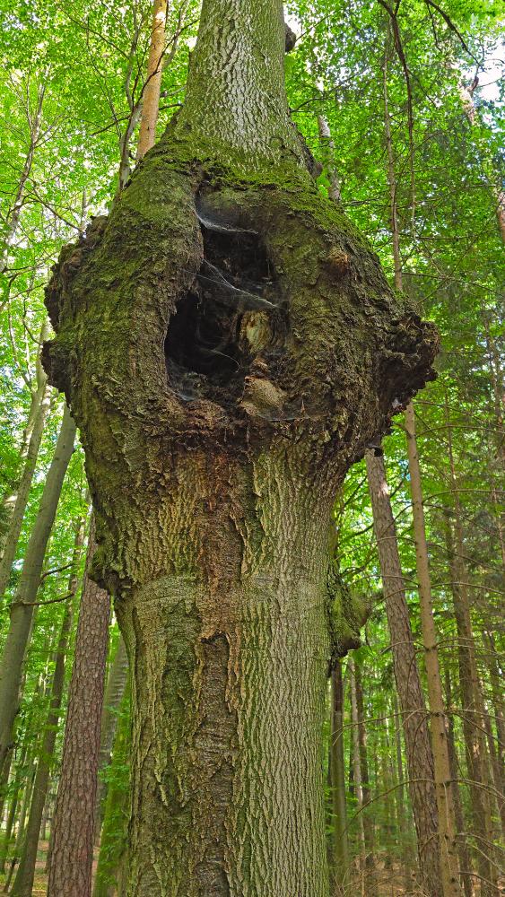 Eichberg (29 Bildaufrufe)