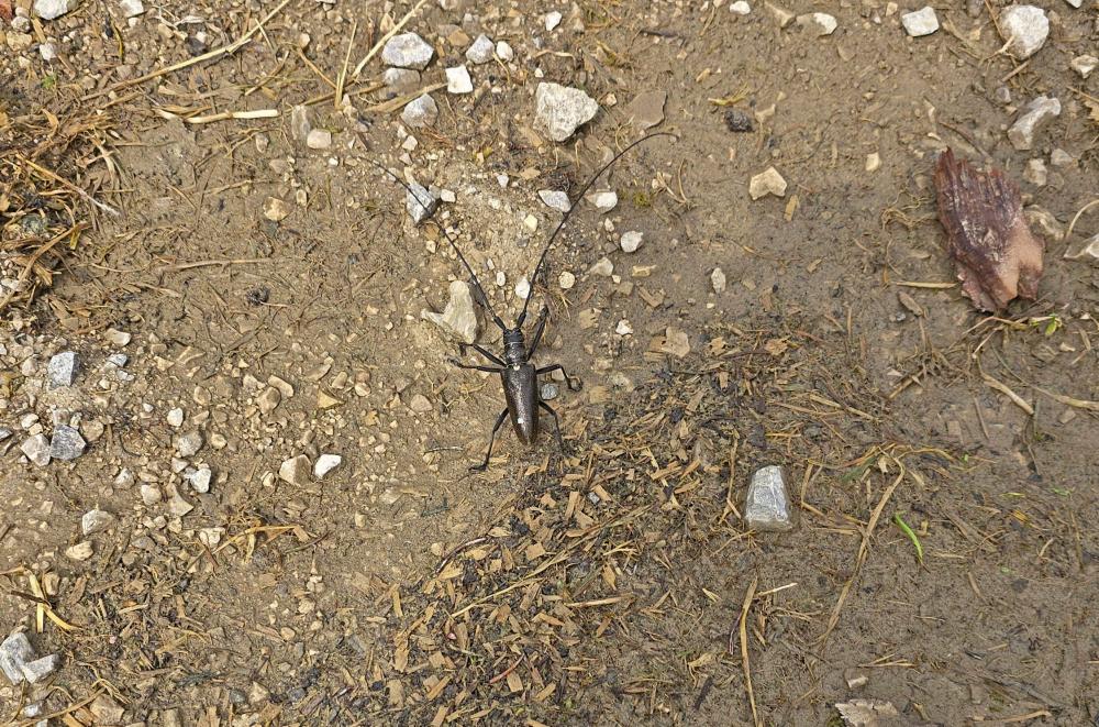 Hohenas (41 Bildaufrufe)