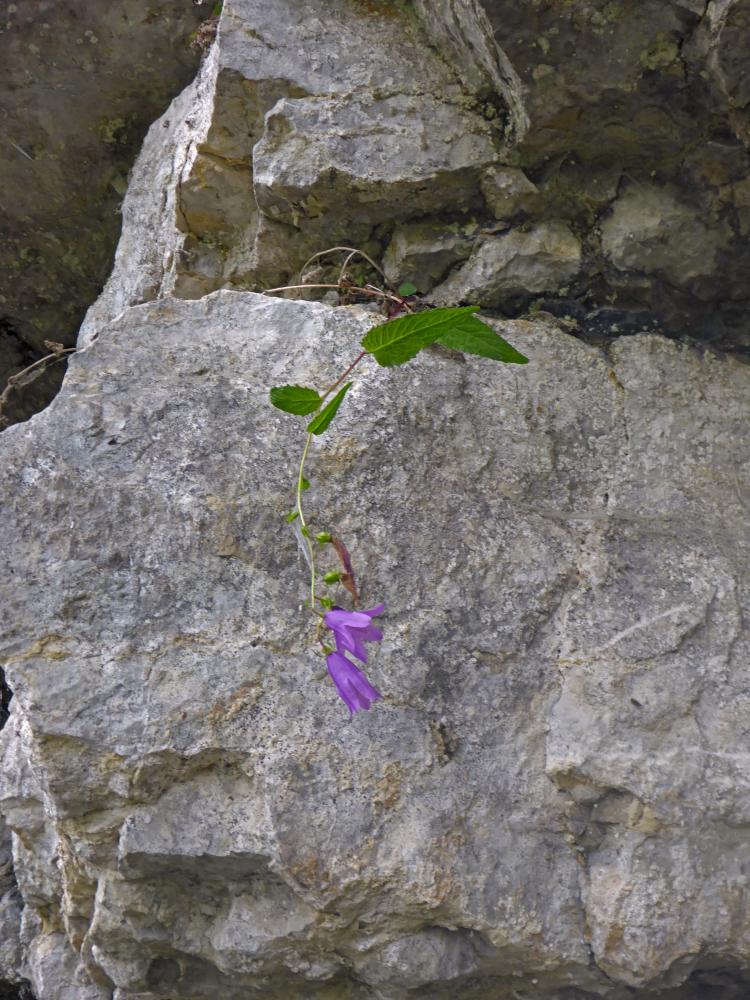 Hohenas (37 Bildaufrufe)