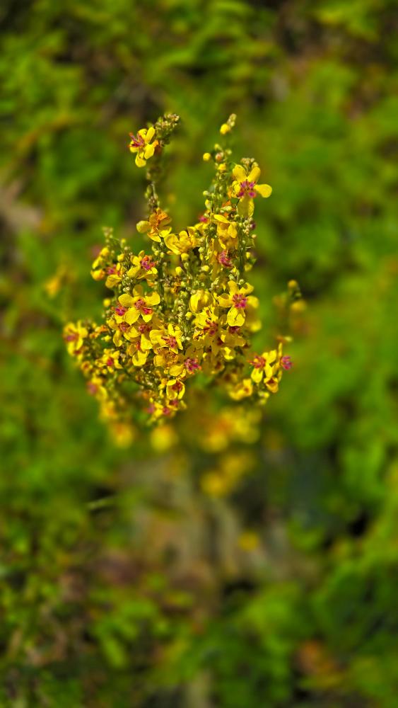 Hohenstein (38 Bildaufrufe)