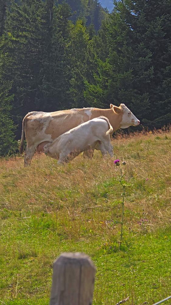 Hohenstein (46 Bildaufrufe)