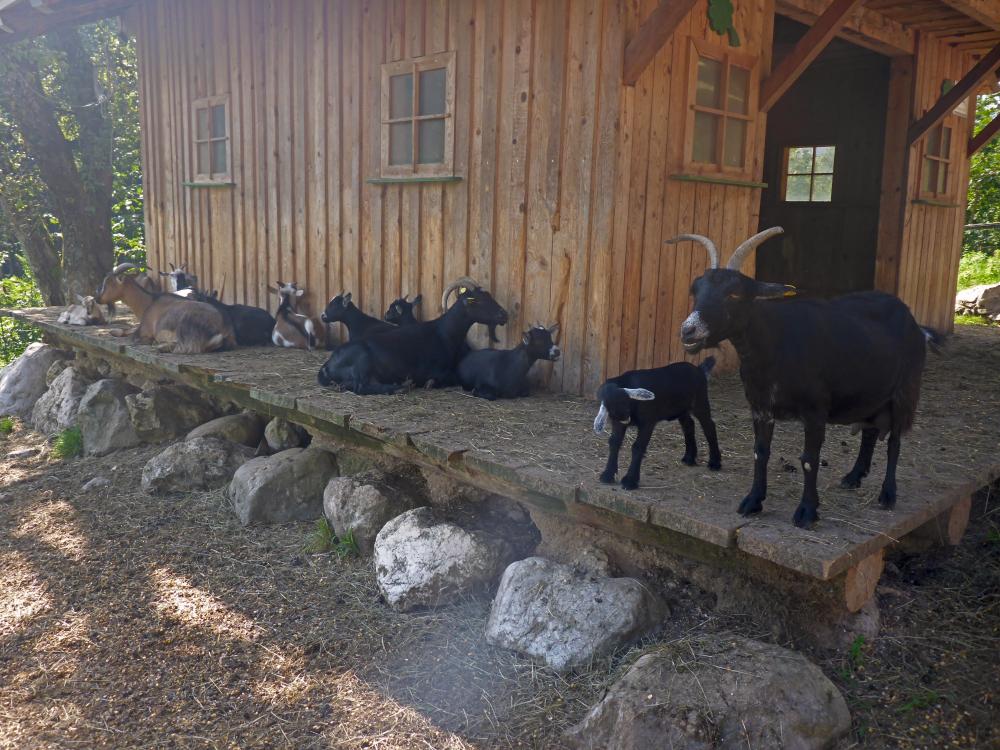 Sparber (43 Bildaufrufe)