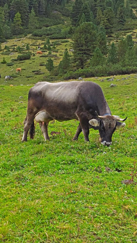 Gamskogel (41 Bildaufrufe)