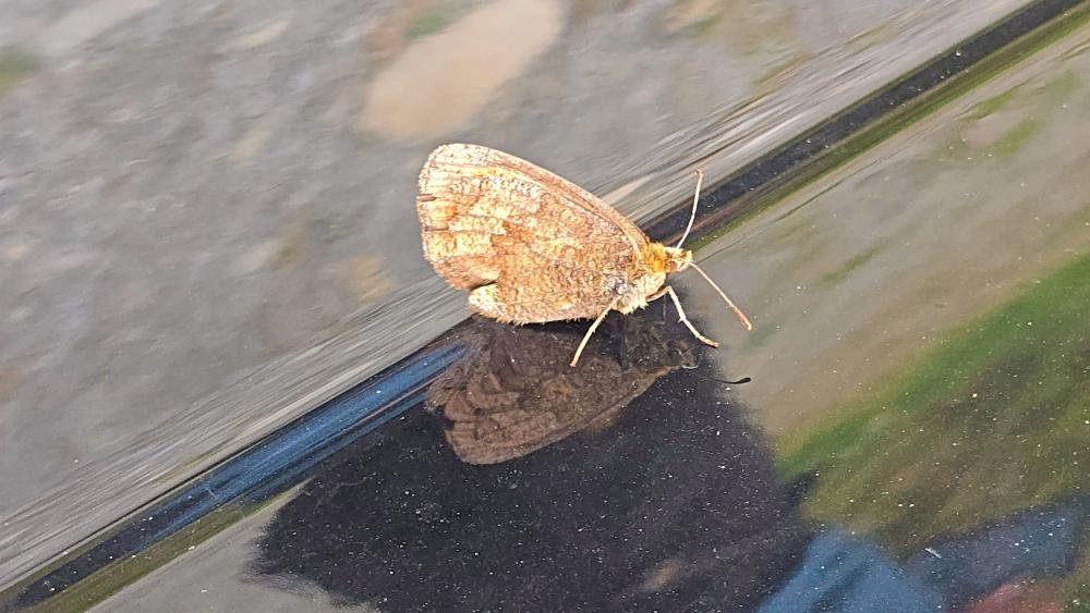 Wei&szlig;e Spitze (49 Bildaufrufe)