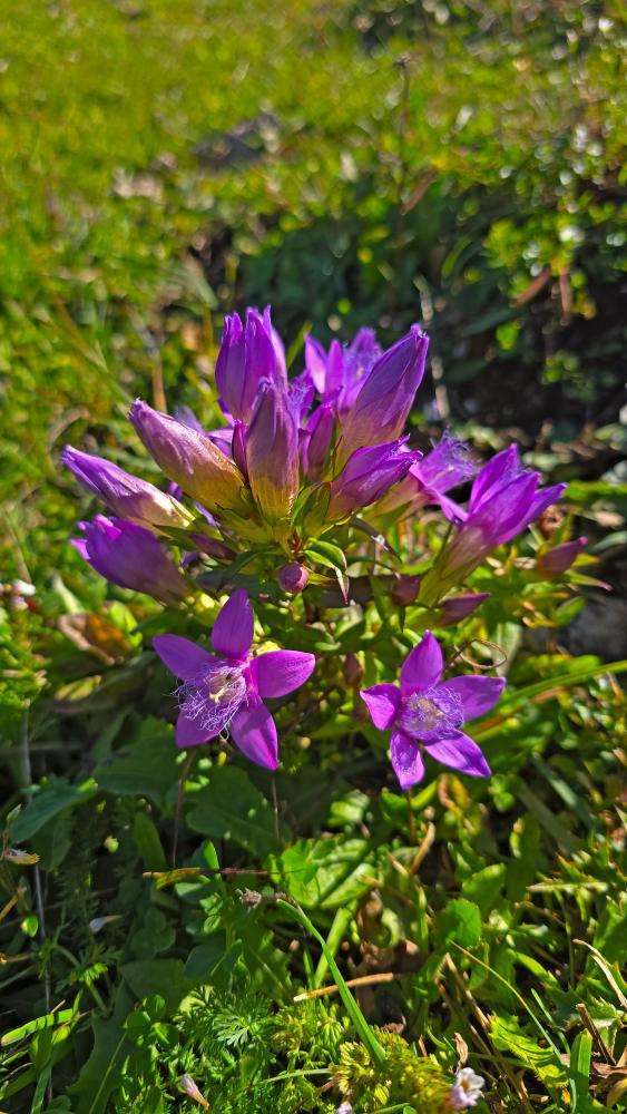 Almkogel (43 Bildaufrufe)