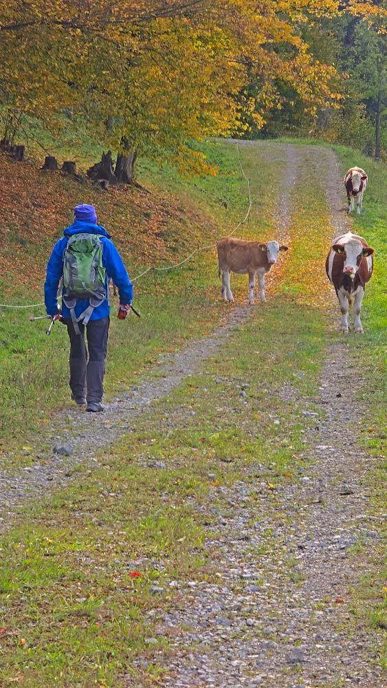 Hofberg (21 Bildaufrufe)