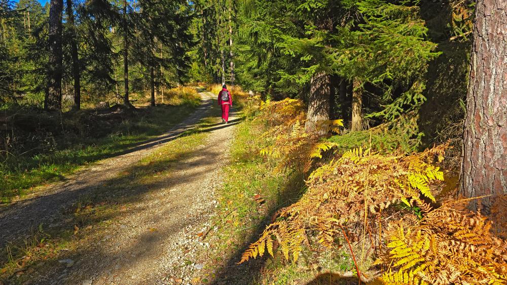 Silberne Birn (20 Bildaufrufe)