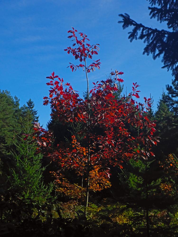 Silberne Birn (16 Bildaufrufe)