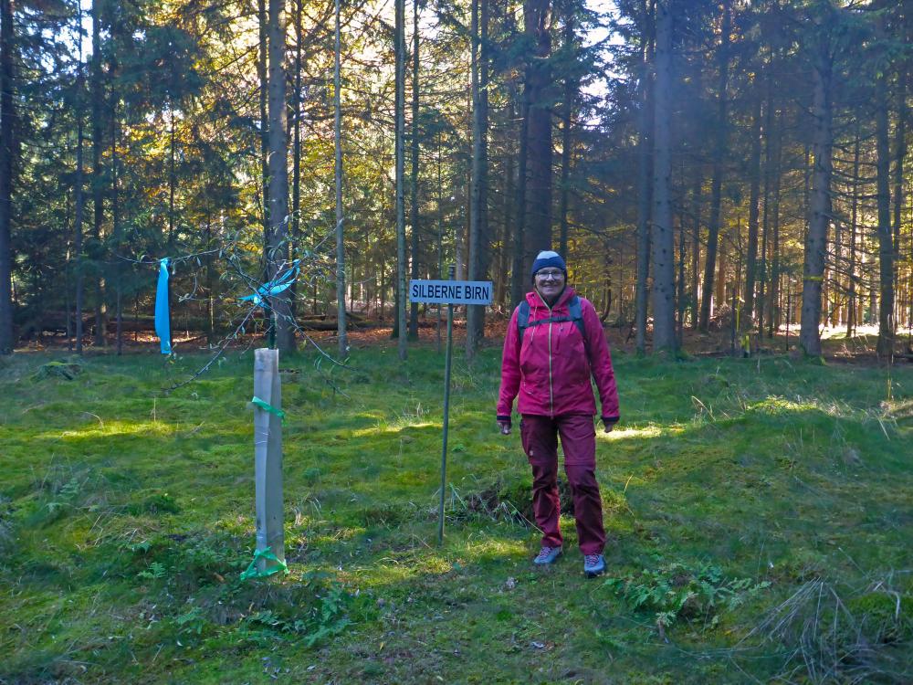 Silberne Birn (16 Bildaufrufe)