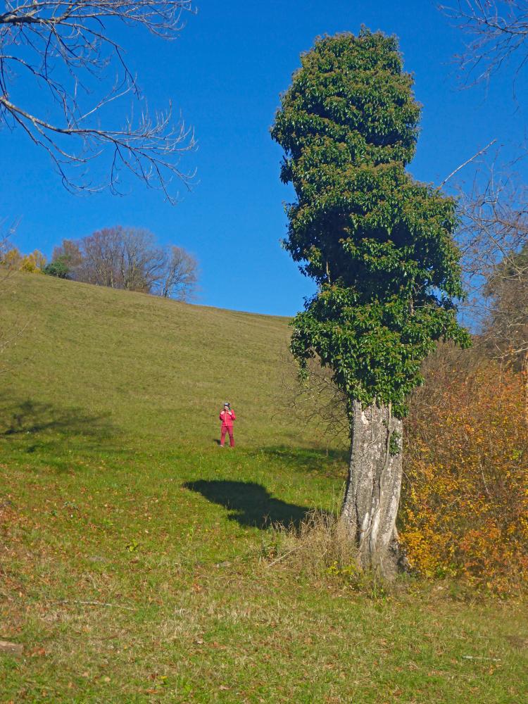 Kaiserkogel (23 Bildaufrufe)