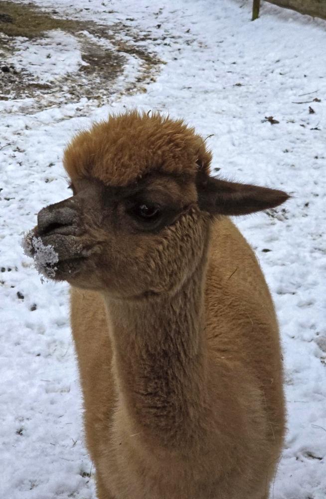 Ramsaukogel (37 Bildaufrufe)