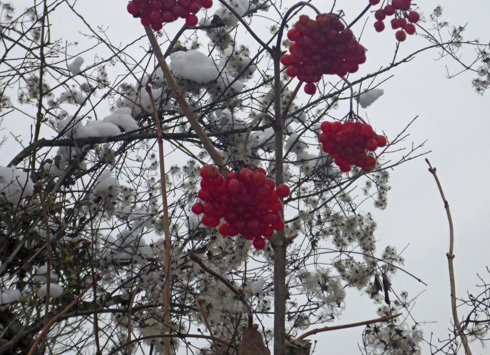 Ramsaukogel (12 Bildaufrufe)