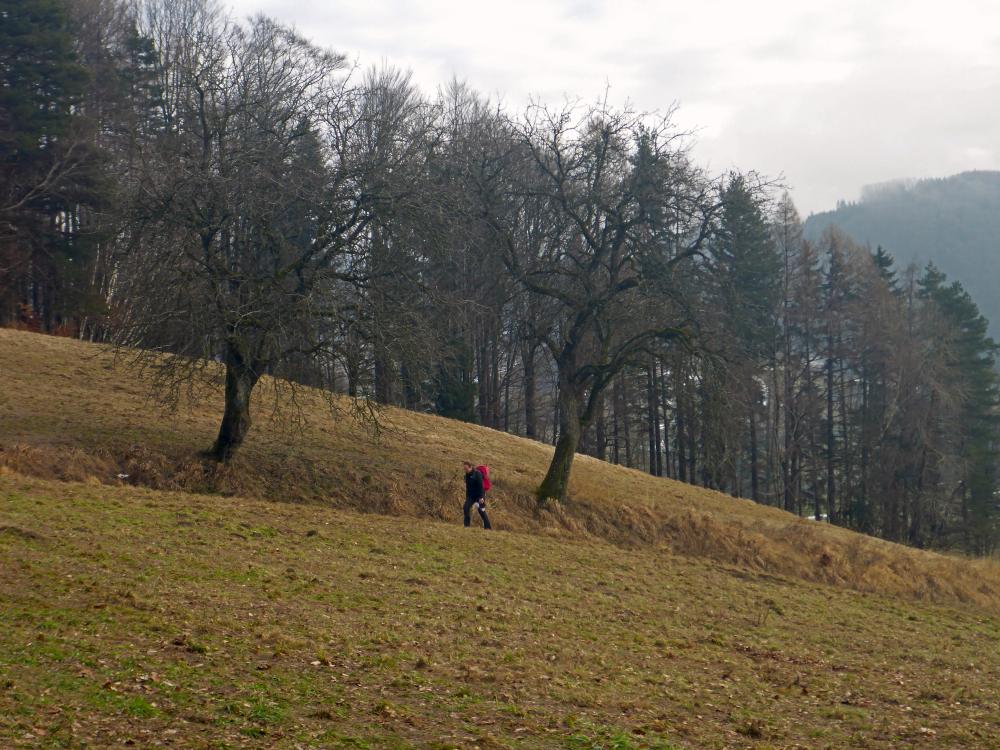 Gaisberg (34 Bildaufrufe)