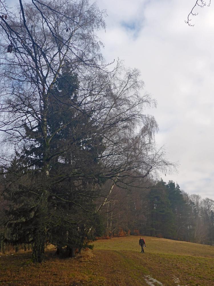 Gaisberg (41 Bildaufrufe)