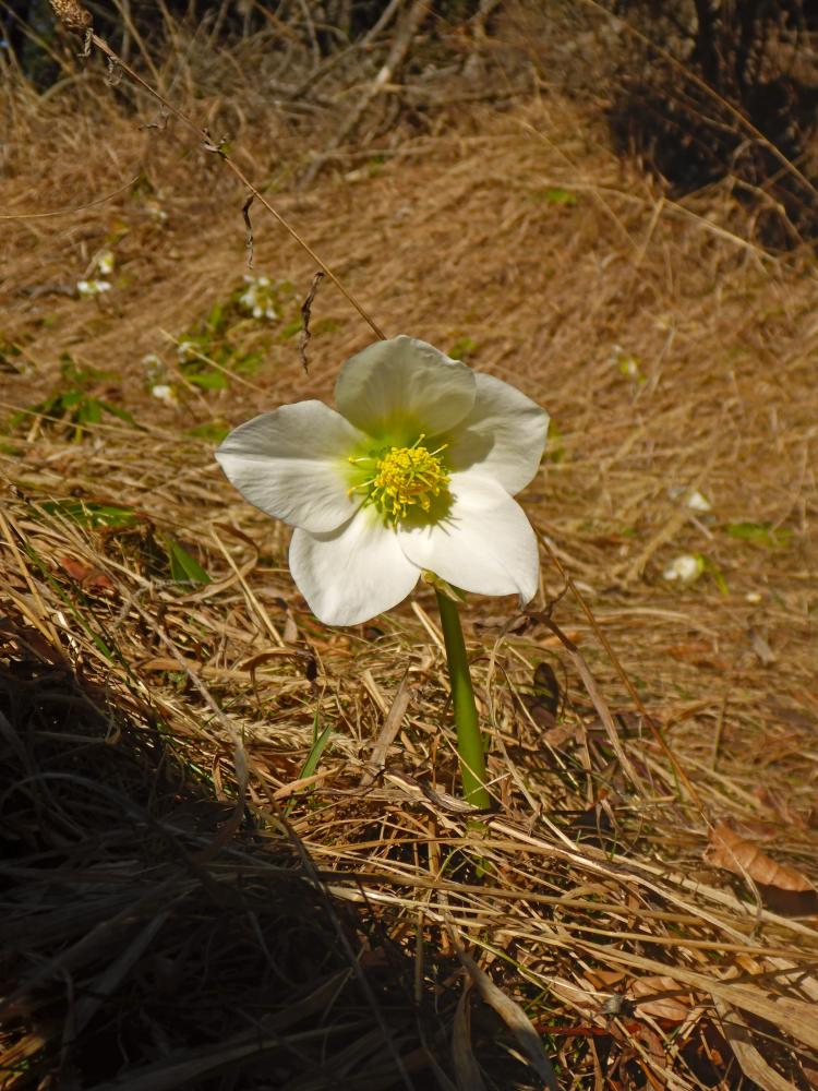 Tirolerkogel (13 Bildaufrufe)