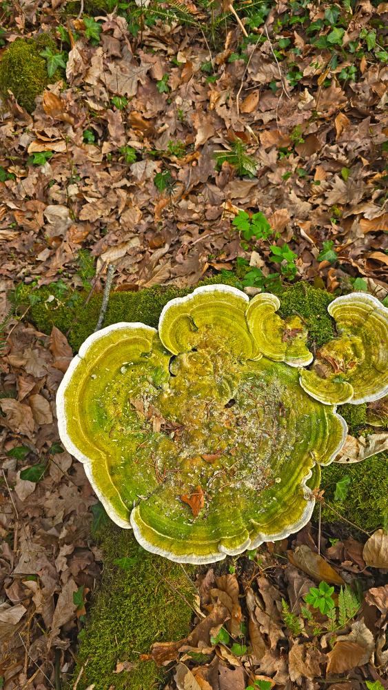 Rainberg (25 Bildaufrufe)