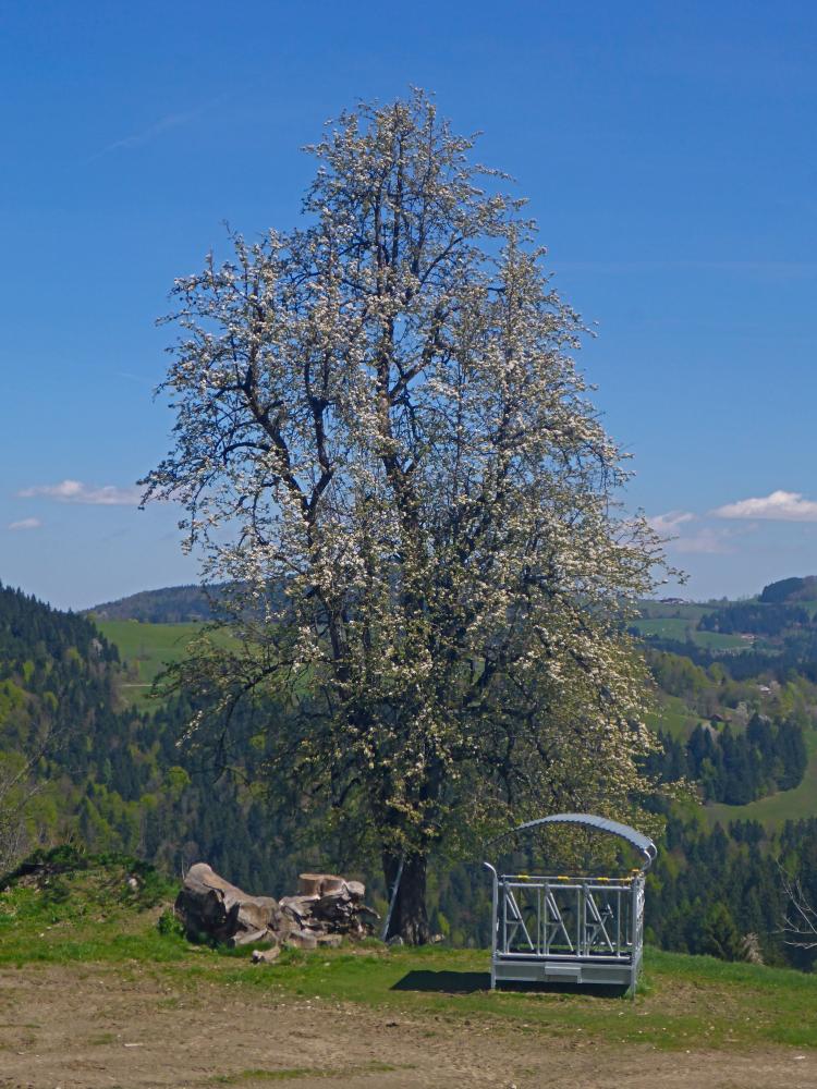 Klausberg (13 Bildaufrufe)