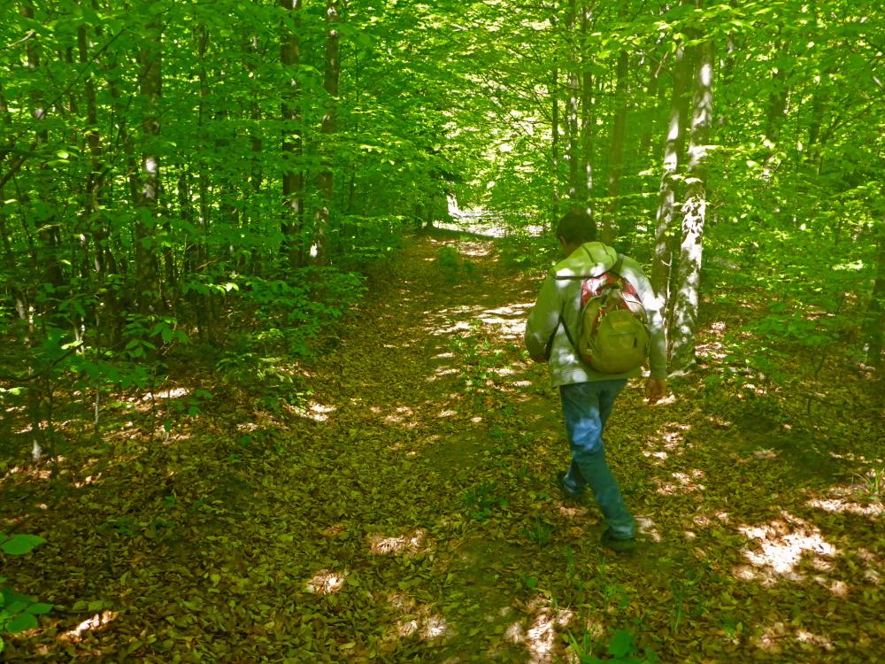 Michelbacherh&ouml;he (5 Bildaufrufe)