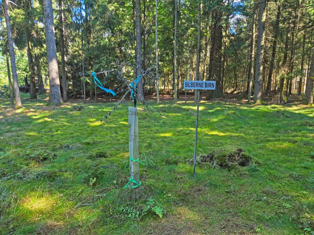 Silberne Birn (24 Bildaufrufe)
