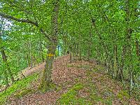 Herrenwald (29 Bildaufrufe)