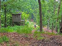 Herrenwald (33 Bildaufrufe)