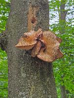 Herrenwald (30 Bildaufrufe)
