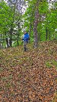 Herrenwald (26 Bildaufrufe)