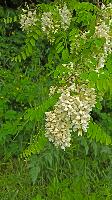 Herrenwald (27 Bildaufrufe)