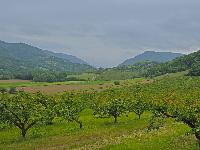 Herrenwald (25 Bildaufrufe)