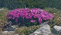 Schneeberg (21 Bildaufrufe)