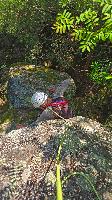 Prinz-Schönburg-Felsen (55 Bildaufrufe)