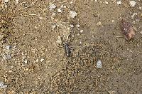 Bild 3 (38 Bildaufrufe)