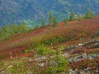 Böses Weibele (26 Bildaufrufe) Böses Weibele (26 Bildaufrufe)