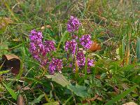 Frankenfelsberg (20 Bildaufrufe)