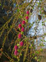 Rainberg (20 Bildaufrufe) Rainberg (20 Bildaufrufe)