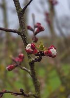 Kagelsberg (19 Bildaufrufe) Kagelsberg (19 Bildaufrufe)