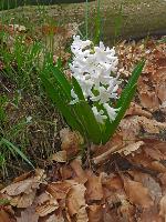 Edlitzberg (10 Bildaufrufe) Edlitzberg (10 Bildaufrufe)